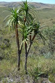 Image result for Velloziaceae
