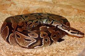 Aufwand für pflege ist bei schlangen eher gering. Beliebte Schlangenarten Liste Mit Bildern Markt De