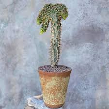 Image result for Euphorbia venteri