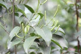 Image result for Gnetum africanum
