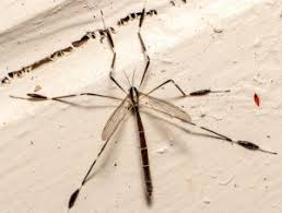 Mosquito Hawk Skeeter Eater Giant Mosquito No No And No Crane Fly Mosquito Eater Mosquito