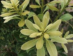 Image result for Euclea