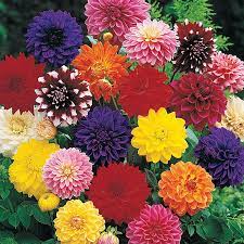 567 likes · 64 talking about this · 54 were here. Decorative Dahlia Mix Multicolored Dahlia Plants Breck S