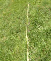 Image result for Glyceria fluitans