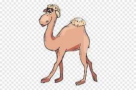 Une carte d'anniversaire dromadaire unique. Chameau De Bactriane Dromadaire Train De Chameaux Chameau Mammifere Animaux Png Pngegg