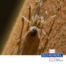 We offer pest control services in wichita, ks and the surrounding area. Blog Fall Spider Proofing For Topeka Homes