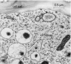 The plant cells are rectangular cells that include the following organelles : Vacoule Article About Vacoule By The Free Dictionary