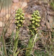 Image result for Corycium