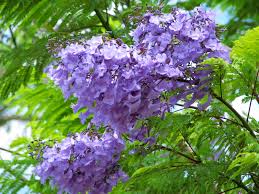 For an index of plants categorized by family, click here. Purple Blue Flowering Trees Flickr