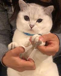 Getting pawdicure. I’m a good boy! #goodboy