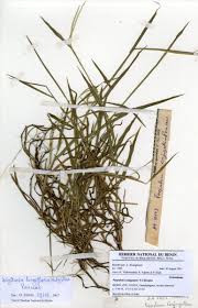 Image result for Digitaria acuminatissima