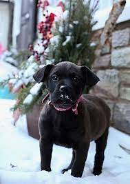 This app helps you search and gives resources for rescuing and adopting shelter dogs. Pictures Of Victoria A Labrador Retriever For Adoption In Colmar Pa Who Needs A Loving Home Labrador Retriever Labrador Labrador Retriever Puppies
