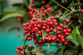 Whether they're edible or not, red berries tend to put people in a cheerful mood. Ardisia Crenata Wikipedia