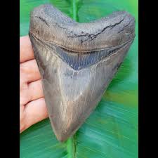 Megalodon (otodus megalodon), meaning big tooth, is an extinct species of shark that lived approximately 23 to 3.6 million years ago (mya), during the early miocene to the pliocene. 13 5cm Museumsqualitat Haizahn Des Megalodon