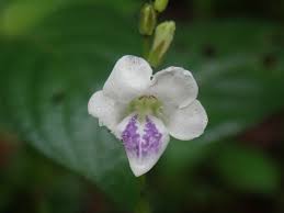 Image result for Asystasia guttata