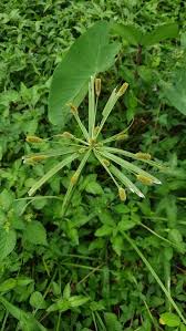Image result for Cyperus alopecuroides