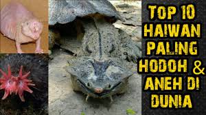 Haiwan air pelik apakah ini ??? Top 10 Haiwan Paling Hodoh Dan Aneh Di Dunia Youtube