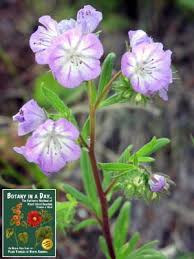 Image result for Hydrophyllaceae