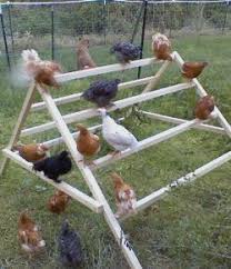 Keep Your Backyard Chickens Healthy By Building Them A Jungle Gym Poulailler Perchoir Poule Elever Des Poules