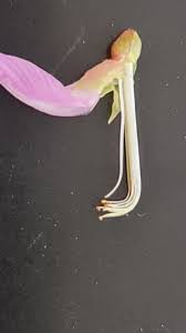 Image result for Astragalus atropilosulus