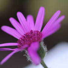 Image result for Senecio speciosus