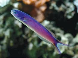 Congratulations To Those Of You Who Guessed Correctly It Is A Purple Tilefish Hoplolatilus Purpureus In Addition To Being Extremely Skittish Purple T Natuur