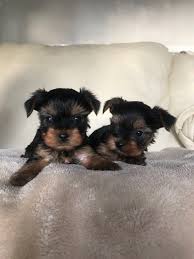 This teacup yorkie was born only minutes before this picture was taken. Tiny Teacup Yorkie Fir 100 In Dallas Tx For Sale United States 1