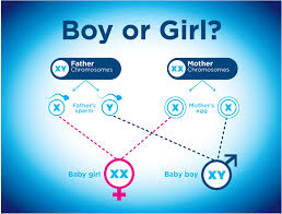 This will be performed between 18 and 20 weeks. Boy Or Girl Can You Influence The Sex Of Your Baby Clearblue