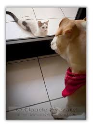 The Same Old Game Of Cat V Dog As Complex As Entertaining As Man V Woman Here My Dog Djinn Is Separated From His Lunch By A W Old Games