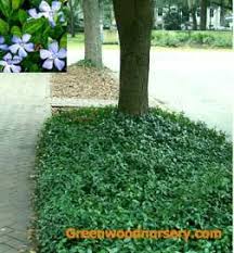 Ground cover plants certainly need not be limited to grass. Pin On Stuff For The Yard