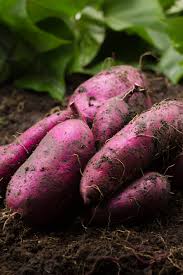 The water level should be kept between 1″ and 2″ (2.5 and 5 cm). How To Grow Sweet Potato Slips And Grow Sweet Potatoes With Ease