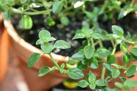 Enjoy Fresh Herbs All Winter Long How To Grow Thyme Indoors Welcome To The Craftsy Blog Herbs Healing Herbs Growing Herbs Indoors