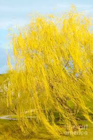 Image result for Salix babylonica
