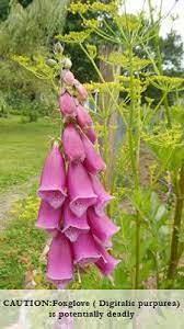 You can find this plant in many parts of the country, they have bright orange flowers and foliage that comes straight up from the ground, no stem. Edible Wildflowers