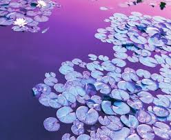 Lotus Water Violet Purple Aesthetic Nature Purple Aesthetic Violet Aesthetic Lavender Aesthetic Nature, branches, leaves, leaf, foliage. lotus water violet purple aesthetic