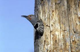 → see the flickers | meaning, pronunciation, translations and examples. Northern Flicker Colaptes Auratus Natureworks