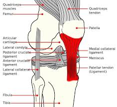 Jumper S Knee Patellar Tendonitis Causes Treatments Runnerclick Patellar Tendonitis Jumpers Knee Jumpers Knee Patellar Tendonitis