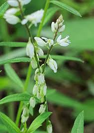 Image result for Polyspatha paniculata