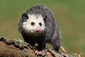 Kids will enjoy the repetition in this story about a possum who gets into the house, as well as trying to predict which room he will enter next. Are Opossums Dangerous Terminix