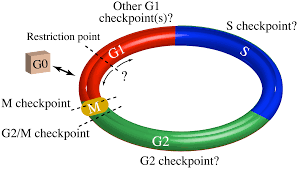 In this video, i have used curvature comb on surfaces created in fusion 360 to explain about the surface continuity feature. Plos One A Drift Diffusion Checkpoint Model Predicts A Highly Variable And Growth Factor Sensitive Portion Of The Cell Cycle G1 Phase