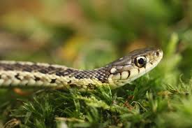 In cooler regions, this snake is usually more active during the day. Species Profile Checkered Garter Snake Embora Pets