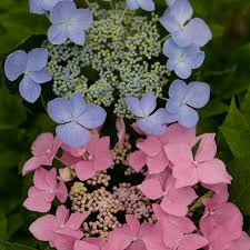 Hydrangea posters art prints online artflakes com. Let S Dance Starlight Bigleaf Hydrangea Hydrangea Macrophylla Proven Winners