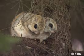 Best known are north american and south american flying squirrel which inhabit north and south part of america and canada. Program Catalog Eco Life In The Trees Russian Flying Squirrel Japan Nhk Nhk Enterprises Japan Program Catalog