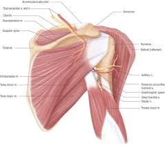 The anterior shoulder pain usually develops when injury or inflammation occurs in the tendons that are attached to the shoulder joint. Anatomy Lesson Shoulder Musculature Beautiful To The Core Muscle Anatomy Shoulder Anatomy Shoulder Muscle Anatomy