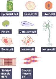 We did not find results for: Bbc Bitesize Cells Ks3 Bbc Bitesize Ks3
