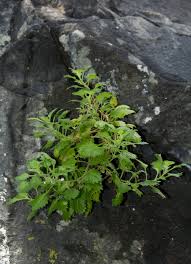 Image result for Stemodiopsis rivae