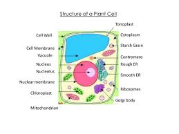 The plant cell is the basic structural and functional unit found in the members of the. Plant Cell Structure Powerpoint Teaching Resources