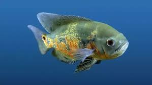On this website are all for one item, which is usually one fish, but may be one plant, one. What Are Oscar Fish And How Big Can They Grow In Captivity Quora