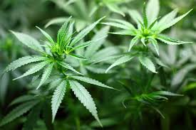 Resultado de imagen para todos los tipos de drogas