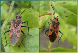 Corizus Hyoscyami La Punaise Rouge Et Noire Punaise Insecte Punaise Insectes